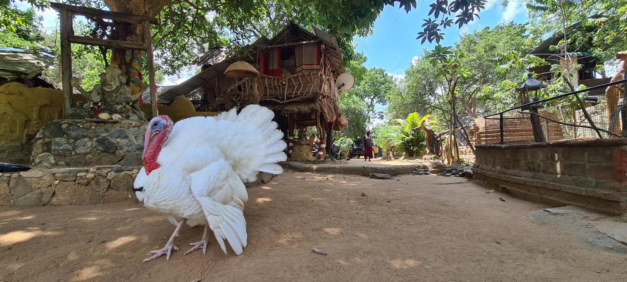 Humbhaha Jungle Yala Nature Eco Resort Kataragama Exteriör bild