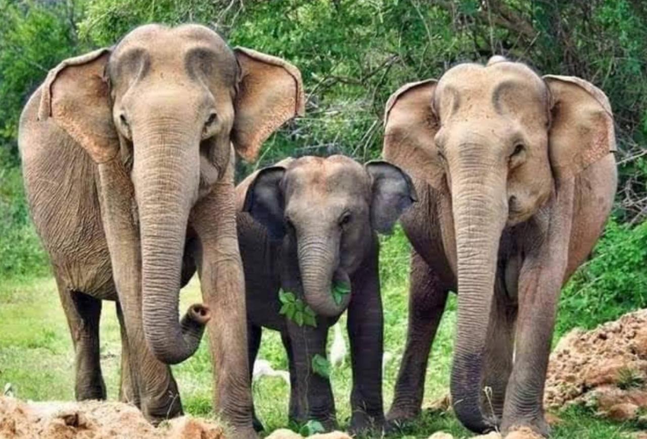 Humbhaha Jungle Yala Nature Eco Resort Kataragama Exteriör bild