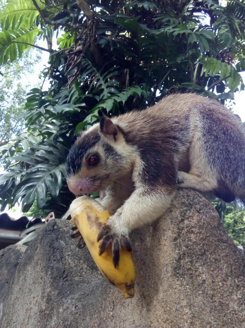 Humbhaha Jungle Yala Nature Eco Resort Kataragama Exteriör bild