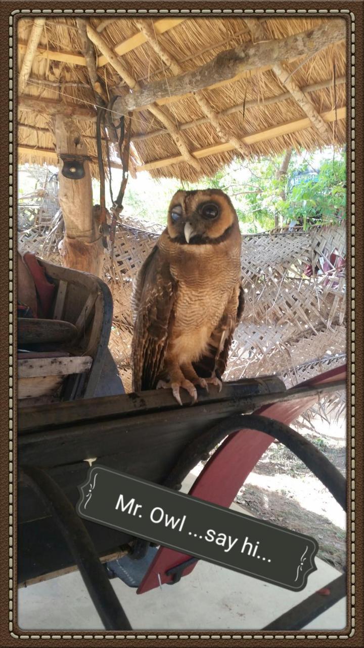Humbhaha Jungle Yala Nature Eco Resort Kataragama Exteriör bild