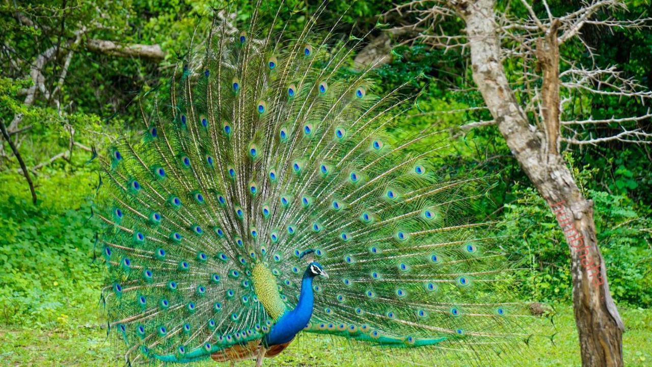 Humbhaha Jungle Yala Nature Eco Resort Kataragama Exteriör bild